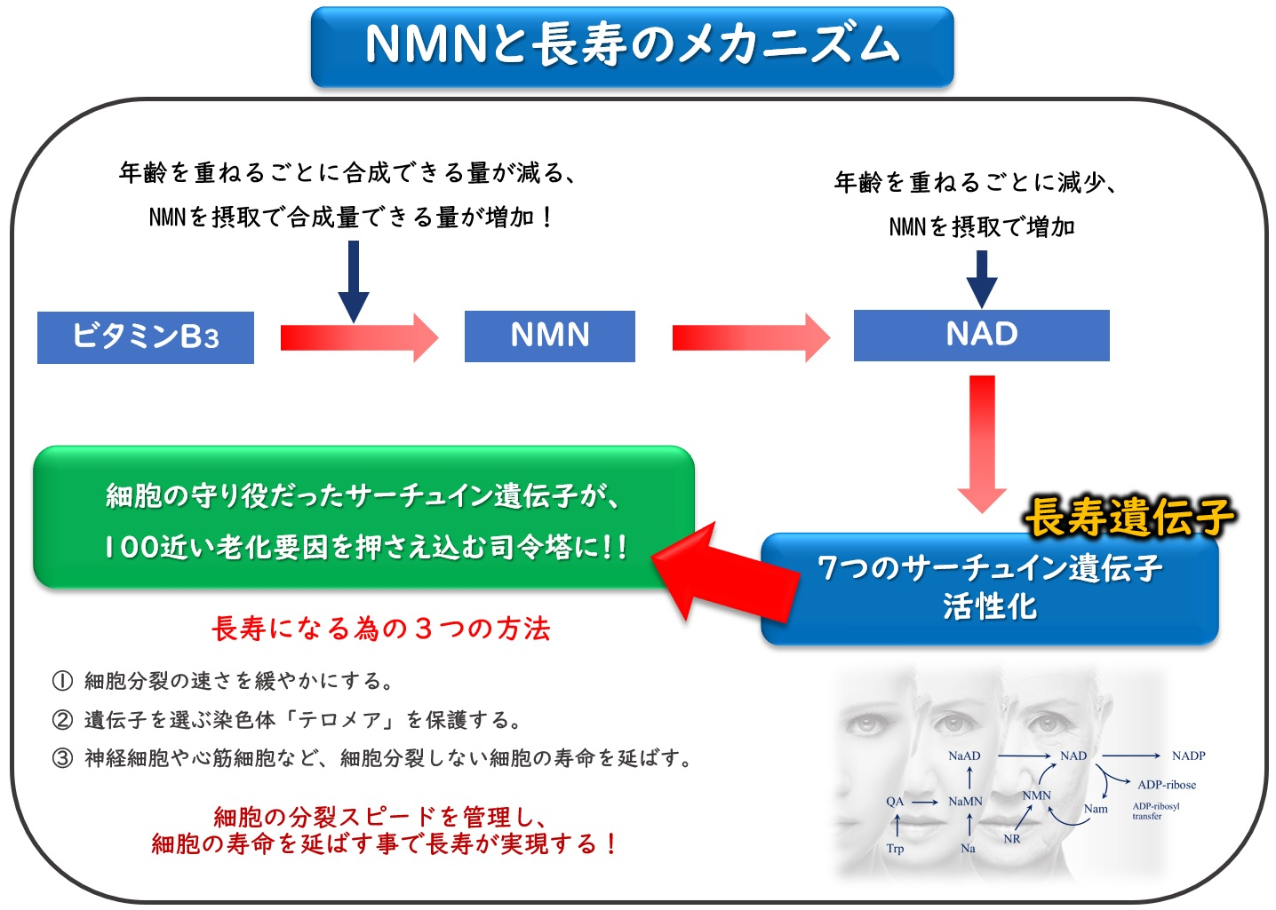 日本医療製薬株式会社NMNメカニズム図解